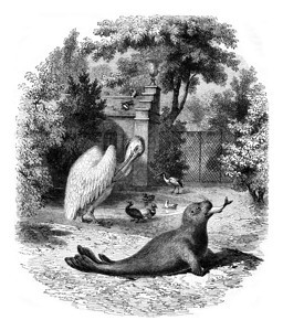 港口海豹1852年的马加辛皮托罗克图片