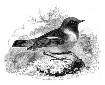 1852年马加辛皮托雷斯克Wheatearrubicolemotacillarobicola古代刻有插图MagasinPitto图片