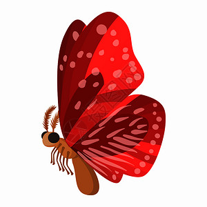 航班悉尼歌剧院红蝴蝶插画