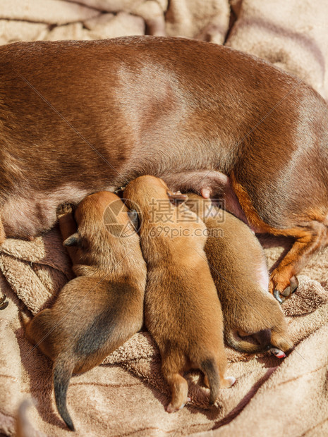 一群可爱的小狗躺在母亲喂养它们旁边的新生儿图片