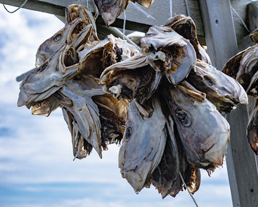 在挪威的工业捕捞在挪威的Lofoten群岛Cod鱼在架上干图片