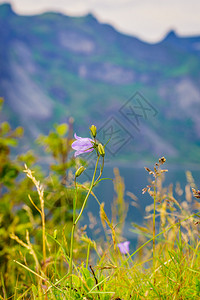带紫罗兰花的草地诺维吉亚山区的春或夏图片