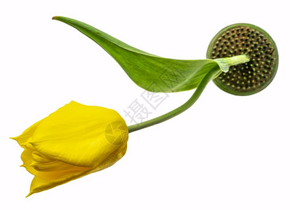 用于花朵安排的绿色kenzan花园或青蛙上方的黄色郁金香花Kikabana图片
