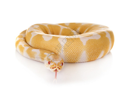 Python背景_Python摄影图片_Python壁纸_摄图网