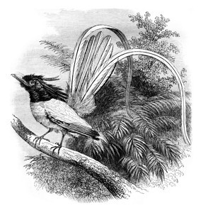 天堂的捕猎者186年的马加辛皮托罗克图片