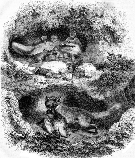福克斯伯罗1867年的马加辛皮托罗克图片