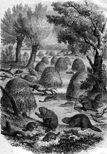 海狸村1867年的MagasinPittoresque图片
