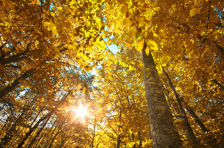 进入森林秋天自然构成图片