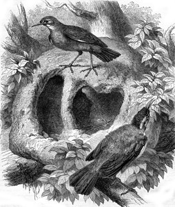 Rufous及其巢穴1870年的马加辛皮托罗克图片