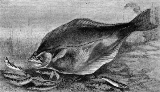 格陵兰比目鱼比目鱼背景