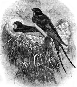 燕子及其巢1870年的马加辛皮托罗克图片