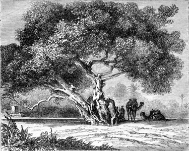 埃及维尔京树1870年马加辛皮托罗尔克的古代雕刻图图片