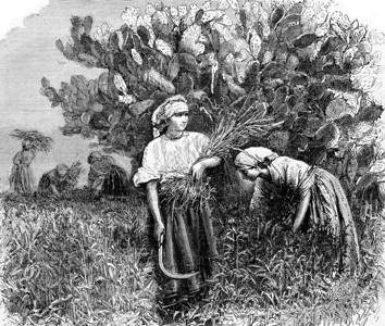仙人掌的收割1873年的马加辛皮托罗克图片