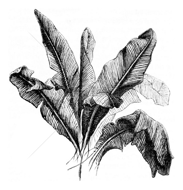 香蕉树1873年的magasinpittoresque