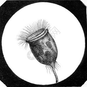 VortiellaVortiellaarbuscula放大40倍刻有古典的插图1873年的MagasinPittoresque图片