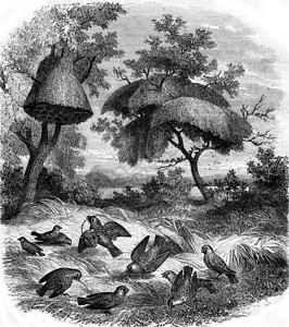 韦弗他的巢穴 1873年的马加辛・皮托罗克高清图片