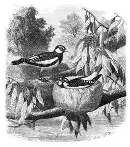 PiedGrallinaGrallinaaustralis及其巢穴绘图Freeman刻有古老的插图MagasinPittores图片