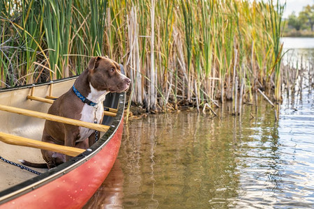 红独木舟和斗牛犬在湖边看风景科罗拉多瀑布风景图片