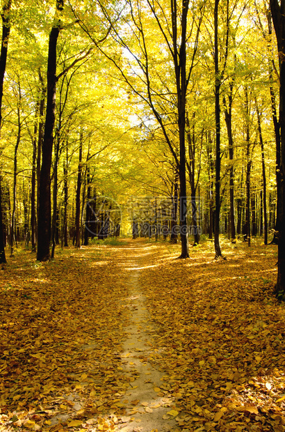 穿越秋季森林的通道图片