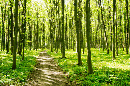 春季绿林路径图片