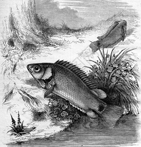 Anabas或Fish登山者1876年的MagasinPittoresque刻有古老的插图图片