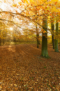 森林中的树木地秋天植被自然的季节概念森林中的树木图片