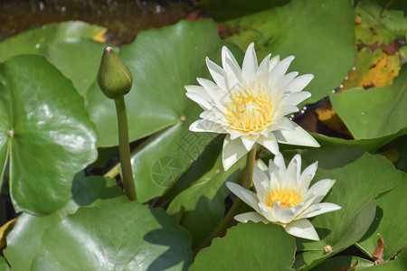 天然池塘的鲜花和开莲图片