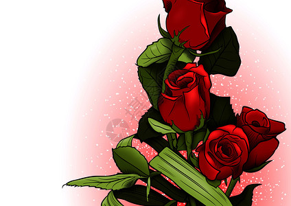 红玫瑰,白玫瑰插画_红玫瑰,白玫瑰卡通_红玫瑰,白玫瑰插图_手绘_板绘