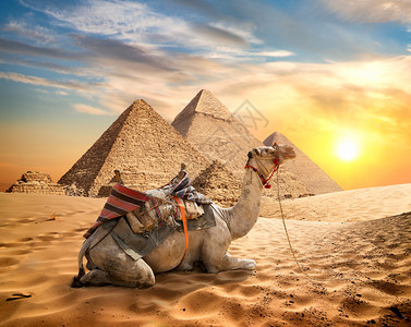 日落时在金字塔附近的沙漠中骆驼图片
