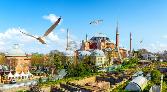 土耳其伊斯坦布尔的海鸥和索菲亚节日图片