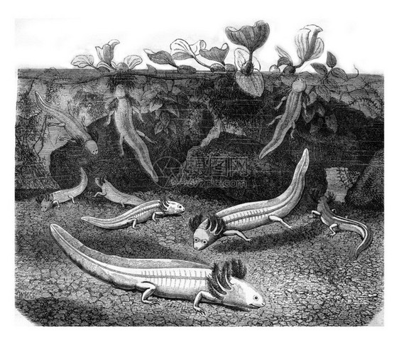 AlbinoAxolotl或墨西哥山羊步行鱼187年MagasinPittoresque图片