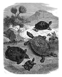 自然历史博物馆的海龟187年马加辛皮托雷斯克古老的雕刻图示图片