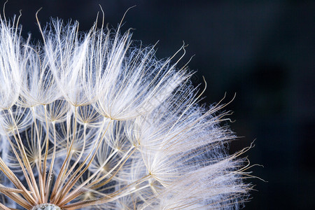 带水滴的dandelion种子宏观照片图片