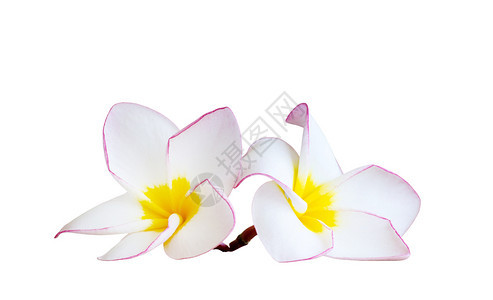 白本上孤立的freangipani花朵图片