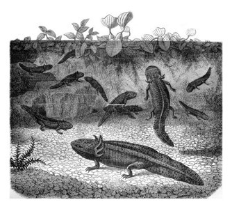 墨西哥的Axolotl重写插图工业百科全书EOLami1875图片