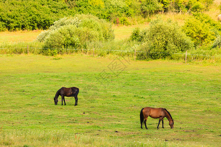 草地上优雅的棕色马匹平坦的乡村场景图片