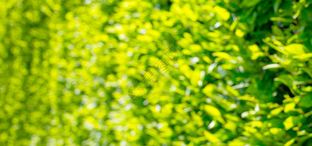 大自然绿色抽象bokeh背景图片