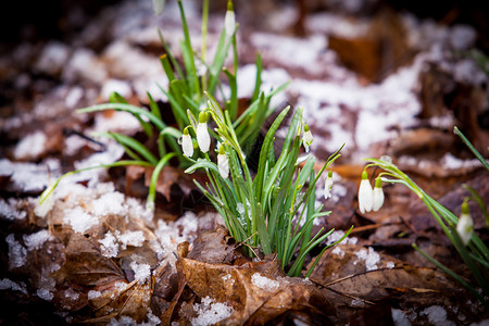 一群雪花在中生长图片