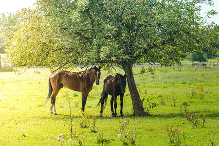 在田野中放牧的马匹图片