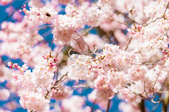 春时樱花图片