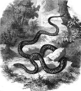 蛇鞭或CoronelleSay180年马加辛皮托罗尔克图片