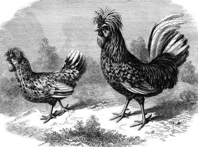 Rooster和HenHoudan180年的MagasinPittoresque图片