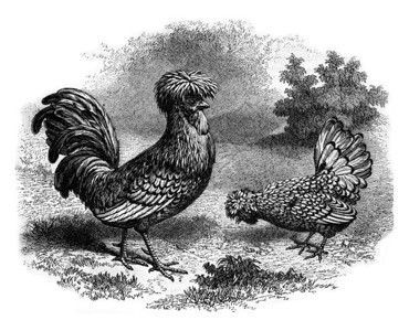 Rooster和HenPadua银180年的MagasinPittoresque图片