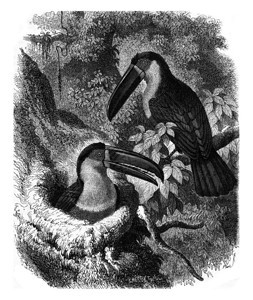 ArielToucan及其巢穴180年的MagasinPittoresque图片