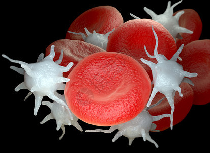 红血细胞和活小板或栓细胞3D说明图片