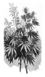 MagasinPittoresque182年Hemp古代雕刻图示182年图片