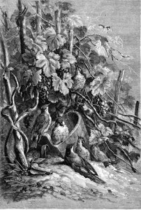 其余摘葡萄者古老的雕刻插图MagasinPittoresque182年图片