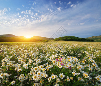 草原上的春菊花美丽风景图片