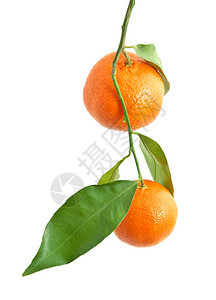 酸橙色设计要素图片