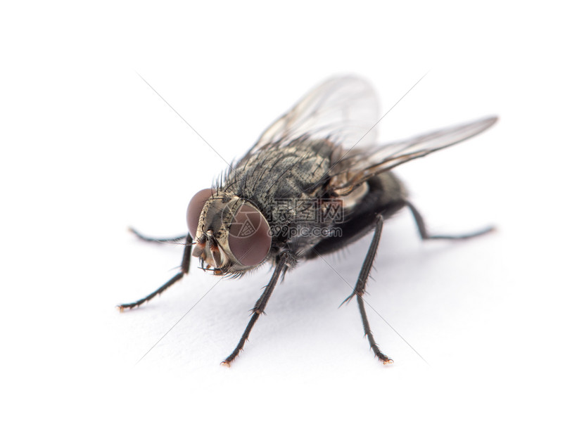 白色上孤立的苍蝇